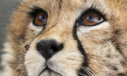 Elpusztult az ázsiai gepárd egyik utolsó példánya Iránban