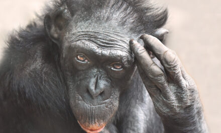 Elpusztult a világ legidősebbnek tartott emberszabású majma