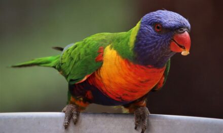 Védett papagájokat csempészett a letartóztatott szabadkai férfi
