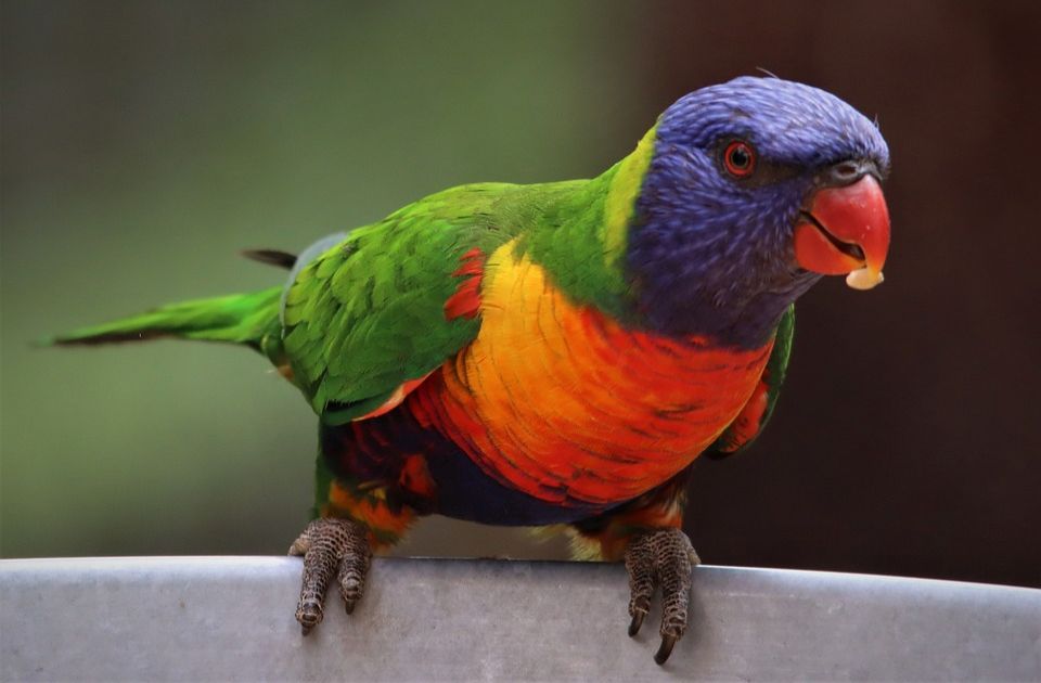 Védett papagájokat csempészett a letartóztatott szabadkai férfi