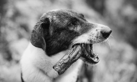 Már a héten megjelenhetnek a „városi kutyák” Zentán