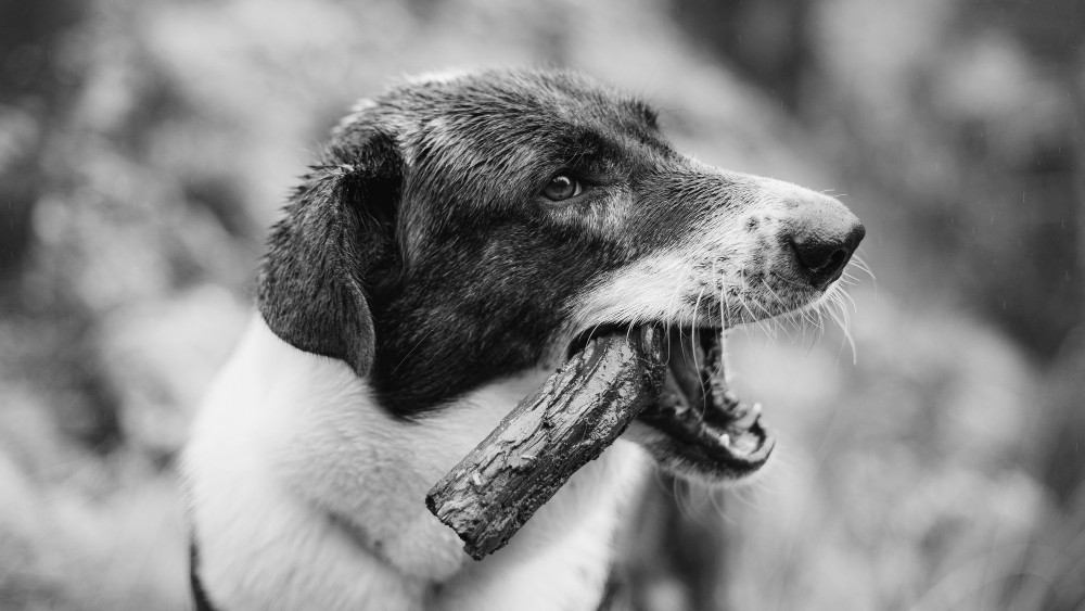Már a héten megjelenhetnek a „városi kutyák” Zentán