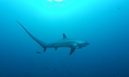 Háromméteres, százkilós cápát fogott egy kamaszfiú az Adriai tengerben (Videó)