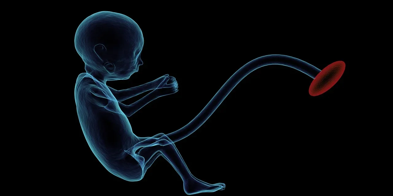 Létrehozták az első szintetikus emberi embriót