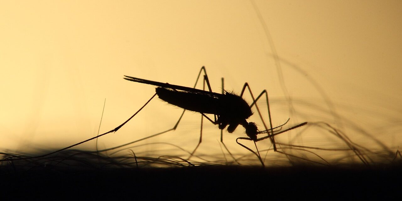 Szúnyog terjeszti ezt a veszélyes betegséget