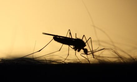 Már Palicson is találtak nyugat-nílusi lázzal fertőzött szúnyogot