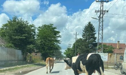 Sétáltak egyet a tehenek a szabadkai utcákon