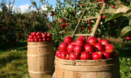 Az almatermesztőknek jó lehetőség a Kínával kötött megállapodás