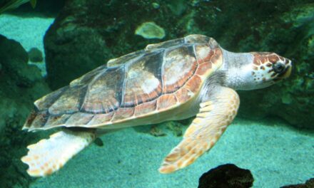 Agresszív teknősök támadtak meg strandolókat Horvátországban