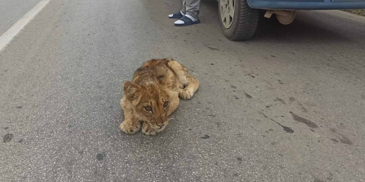 Az életéért küzd a Csantavérnél talált oroszlánkölyök