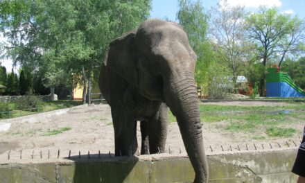 Elpusztult Tvigi, a Belgrádi Állatkert elefántja