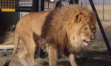Öt év bezártság után méltó lakhelyre került a világ legmagányosabb oroszlánja (Videóval)