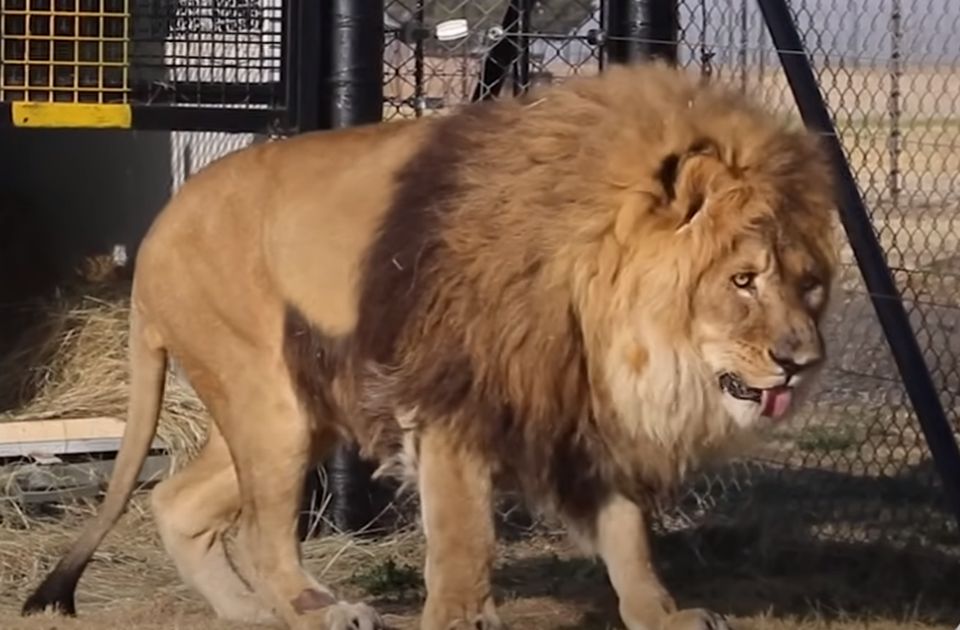 Öt év bezártság után méltó lakhelyre került a világ legmagányosabb oroszlánja (Videóval)