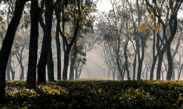 Egy fiatal férfit dolgoztatott, fizetést nem adott neki egy szabadkai a magánbirtokán