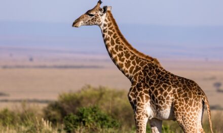 Zsiráfürüléket próbáltak becsempészni Amerikába, hogy nyakláncot csináljanak belőle