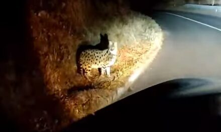Kiderült, milyen macskaféle kóborol éjszakánként a horvát országutakon (Videó)