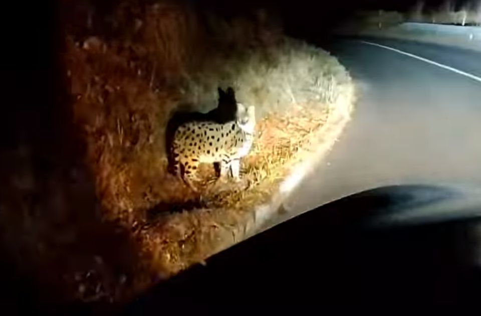 Kiderült, milyen macskaféle kóborol éjszakánként a horvát országutakon (Videó)