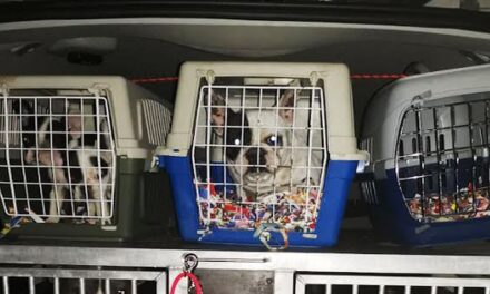 Sintéreknek adták ki magukat, huszonhat kutyát loptak el egy palánkai nőtől