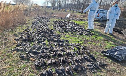 Tömeges madármérgezés történhetett Nákófalvánál