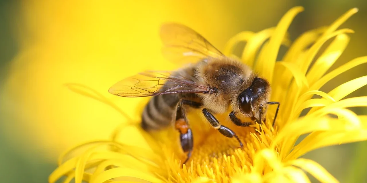 „Társkeresőt” indítottak a bécsi méheknek és virágoknak