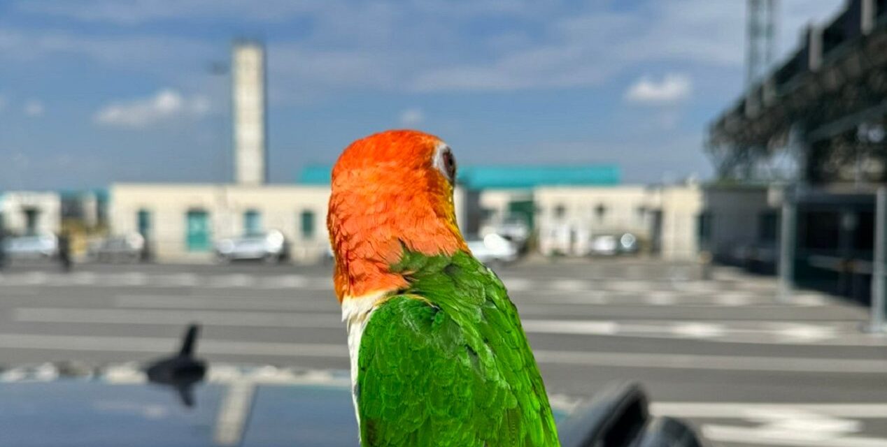 Védett papagájt foglaltak le a horgosi vámosok (Fotók)
