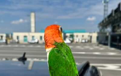 Védett papagájt foglaltak le a horgosi vámosok (Fotók)
