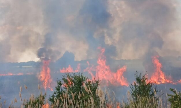 Ökológiai katasztrófa Csókánál, leégett a Holt-Tisza nádasa