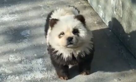 Befestett kutyákat mutogat pandaként egy kínai állatkert (videóval)
