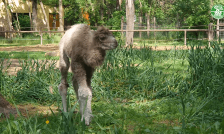 Kétpúpú tevecsikó született a Szegedi Vadasparkban
