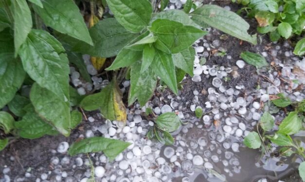 Kötelezővé teheti a mezőgazdasági biztosítást a kormány