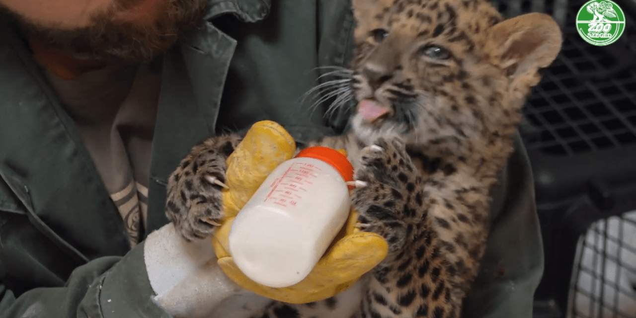 Állatkerti dolgozók nevelték fel az áprilisban született leopárdkölyköt Szegeden (Videó)