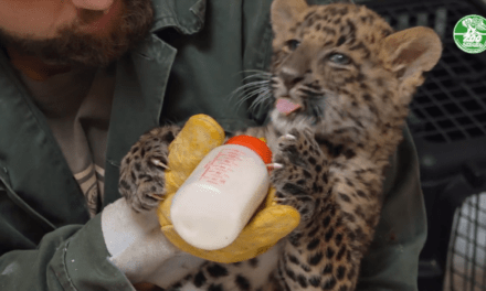 Állatkerti dolgozók nevelték fel az áprilisban született leopárdkölyköt Szegeden (Videó)