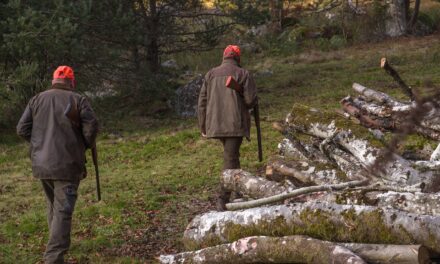 Több mint százmillió dinárt költenek a vajdasági vadászat fejlesztésére