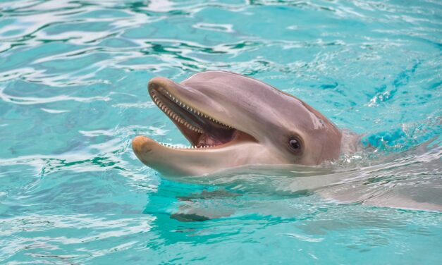 Kanos delfin zaklatja a japán strandolókat