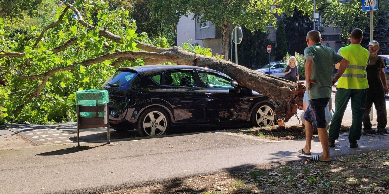 Autóra dőlt egy fa a Sugárúton