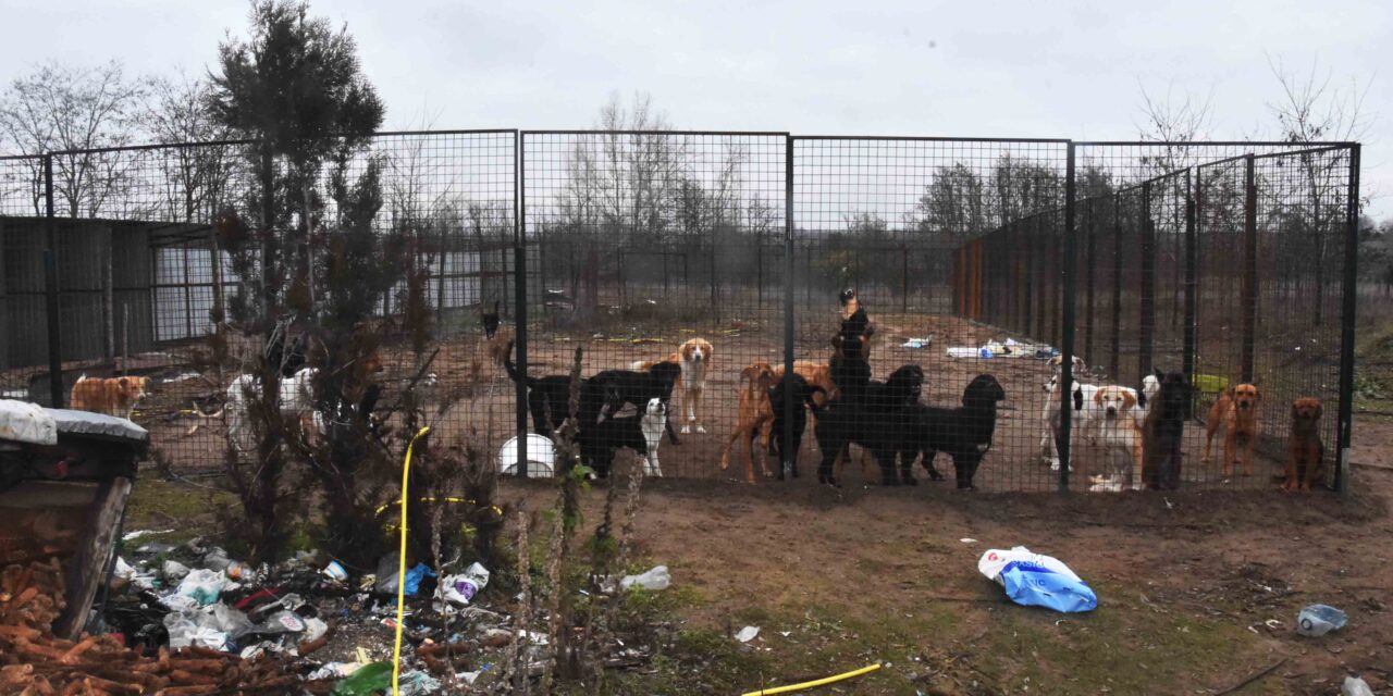 Borzasztó körülmények között tartottak kutyákat egy illegális szabadkai menhelyen (Fotók)