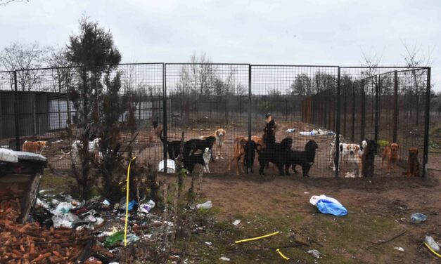 Borzasztó körülmények között tartottak kutyákat egy illegális szabadkai menhelyen (Fotók)