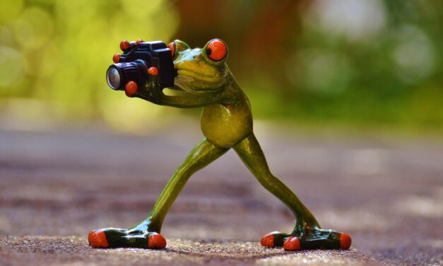 Fotópályázatot indít a Szegedi Vadaspark