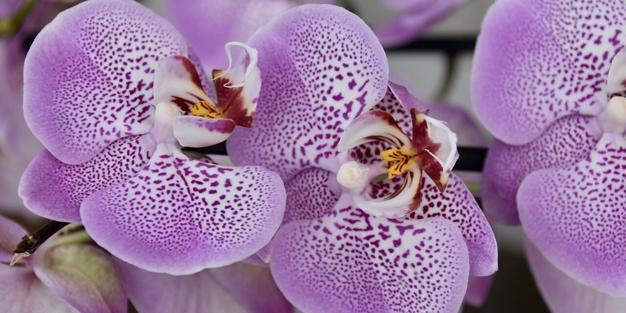 Száz orchidea virágzását lehet megfigyelni szombaton a szegedi füvészkertben