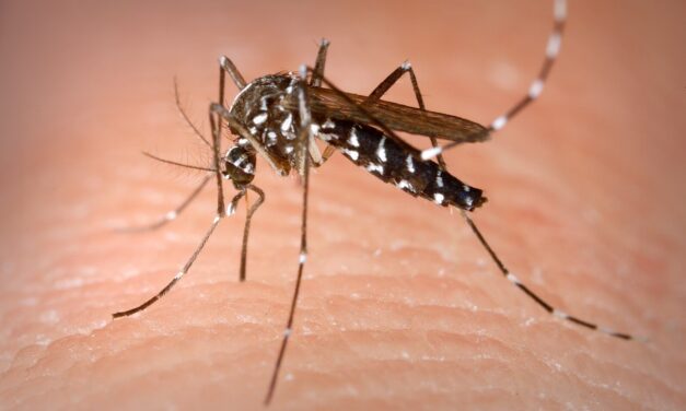 Már csak az a kérdés, mikor terjesztik el a Dengue-lázat az invazív szúnyogok