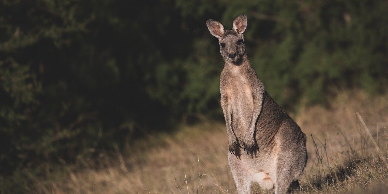 Négy kenguru is született idén a Szegedi Vadasparkban (Fotók)