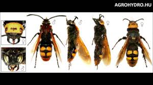 Darázsszerű rovar jelent meg Szabadkán, de nem kell tőle félni