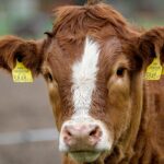 Megjelent a hízókra vonatkozó állami támogatásról szóló pályázat