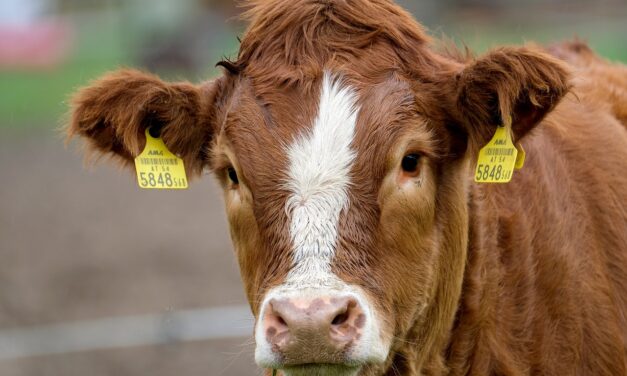 Az aszály miatt felszámolják az állományt a marhatenyésztők