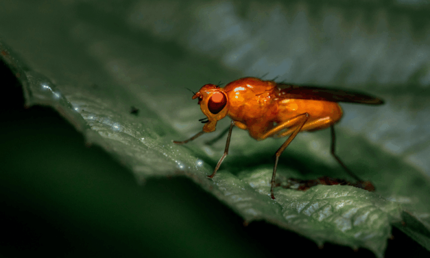 A muslicák segítségével célzott terápiákat készíthetnek