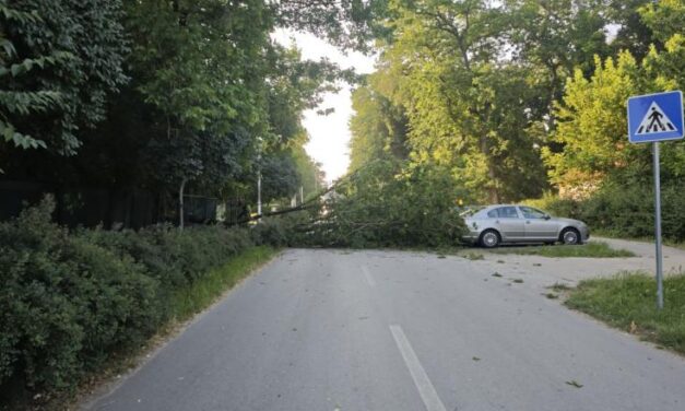 Fákat döntött ki a viharos szél Palicson