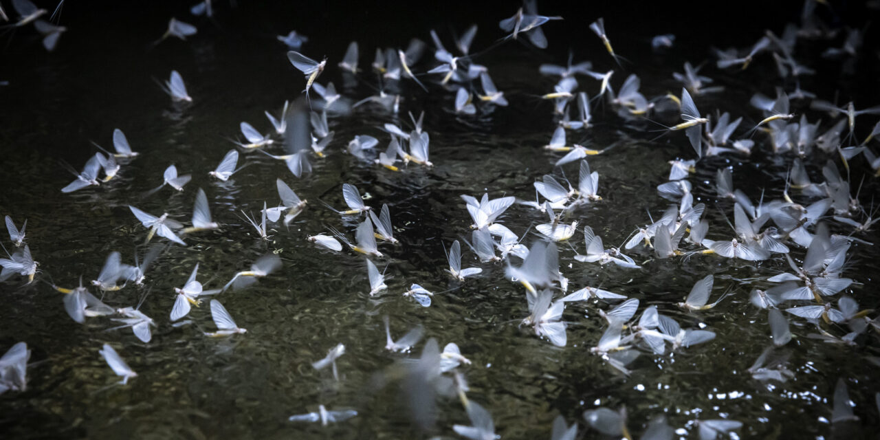 Több százezer dunavirág rajzik Budapesten