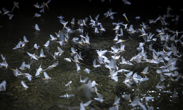 Több százezer dunavirág rajzik Budapesten