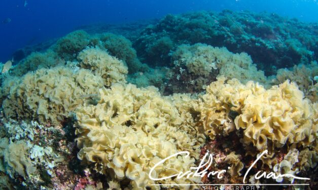 Invazív algafaj megjelenése miatt adtak ki figyelmeztetést Horvátországban