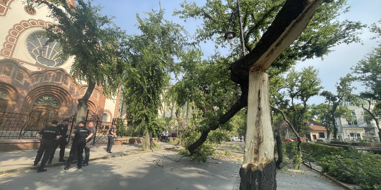 Kitört egy fa Szabadka központjában (Fotók)